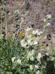 Phacelia egena