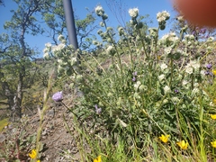 Phacelia egena