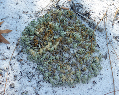 Selaginella acanthonota