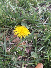 Taraxacum officinale