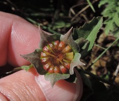 Malvastrum aurantiacum