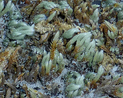 Selaginella acanthonota