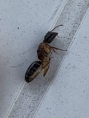 Camponotus clarithorax