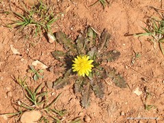 Taraxacum obovatum