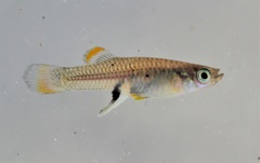 Brachyrhaphis episcopi