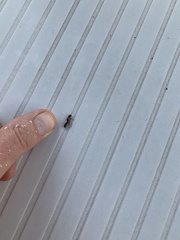 Camponotus clarithorax