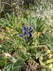 Lupinus micranthus