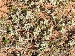 Teucrium gnaphalodes
