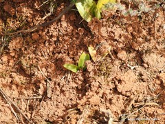 Ophrys scolopax