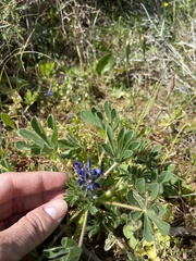 Lupinus micranthus