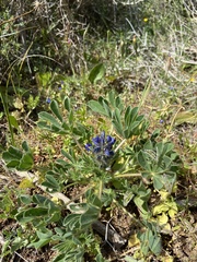 Lupinus micranthus