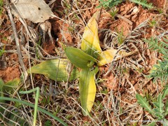 Ophrys scolopax