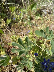 Lupinus micranthus