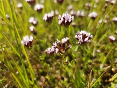 Trifolium variegatum major