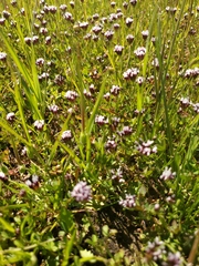 Trifolium variegatum major