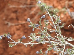 Lithodora fruticosa