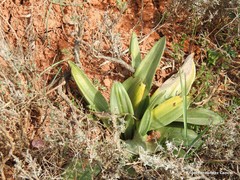 Ophrys scolopax