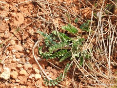 Astragalus alopecuroides