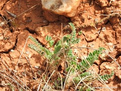 Astragalus alopecuroides