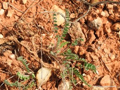 Astragalus alopecuroides