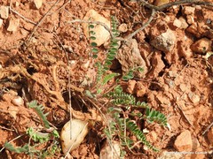 Astragalus alopecuroides