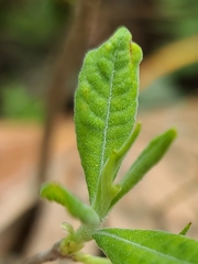Rhododendron canescens image