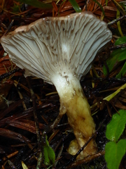 Gomphidius oregonensis image
