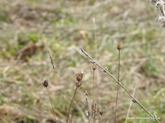 Mantisalca salmantica