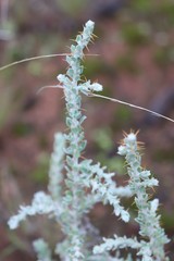 Sclerolaena birchii
