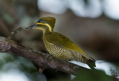 Piculus chrysochloros