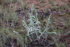 Sclerolaena birchii