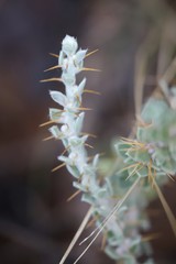 Sclerolaena birchii