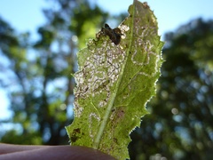 Stigmella ogygia