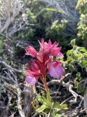Anacamptis papilionacea aegaea
