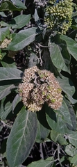 Ehretia latifolia