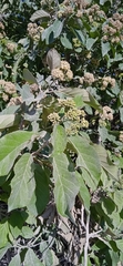 Ehretia latifolia