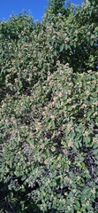 Ehretia latifolia