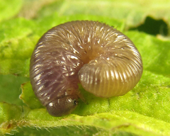 Empria parvula