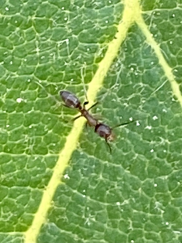 iNaturalist observation photo of Argentine Ant