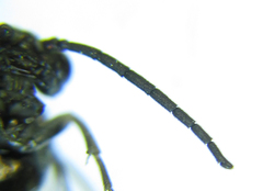 Empria parvula