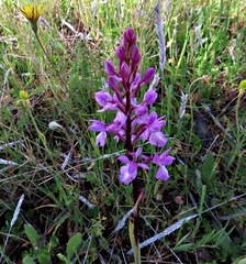 Orchis mascula laxifloriformis