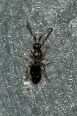 Conostigmus