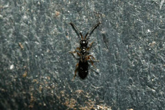 Conostigmus