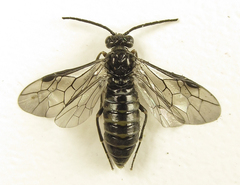 Empria parvula