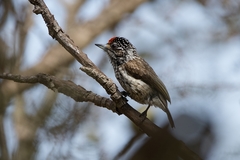Picumnus albosquamatus