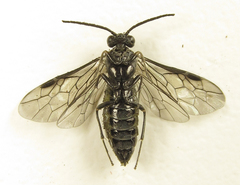 Empria parvula