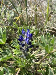 Lupinus micranthus