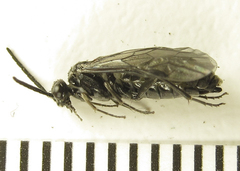 Empria parvula