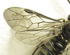 Empria parvula