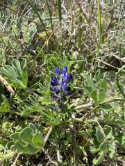 Lupinus micranthus